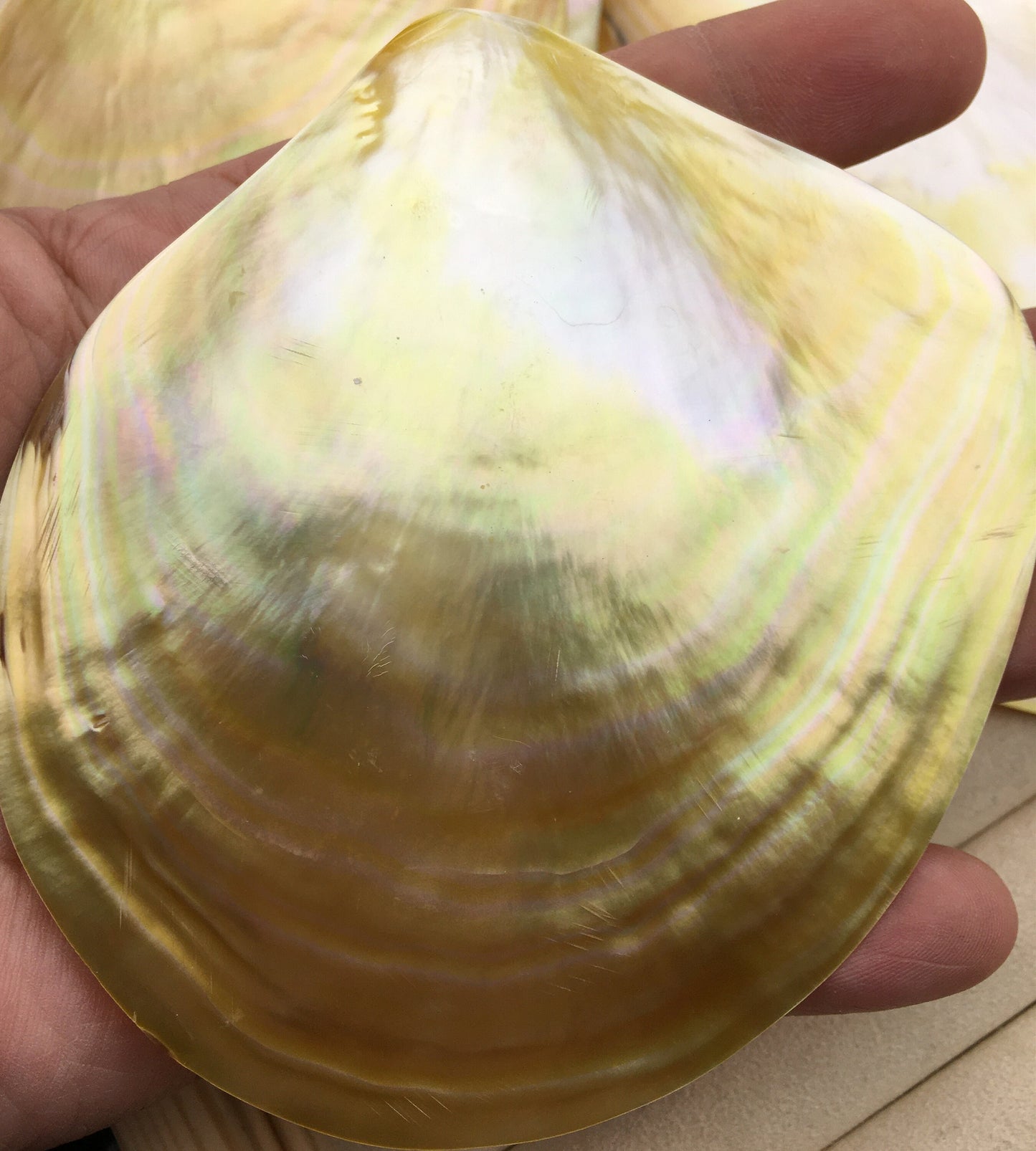 AA+ 11CM UP Big Natural Yellow Golden Sea Mother of Pearl,Sea Oyster pearl,ASH-011-2