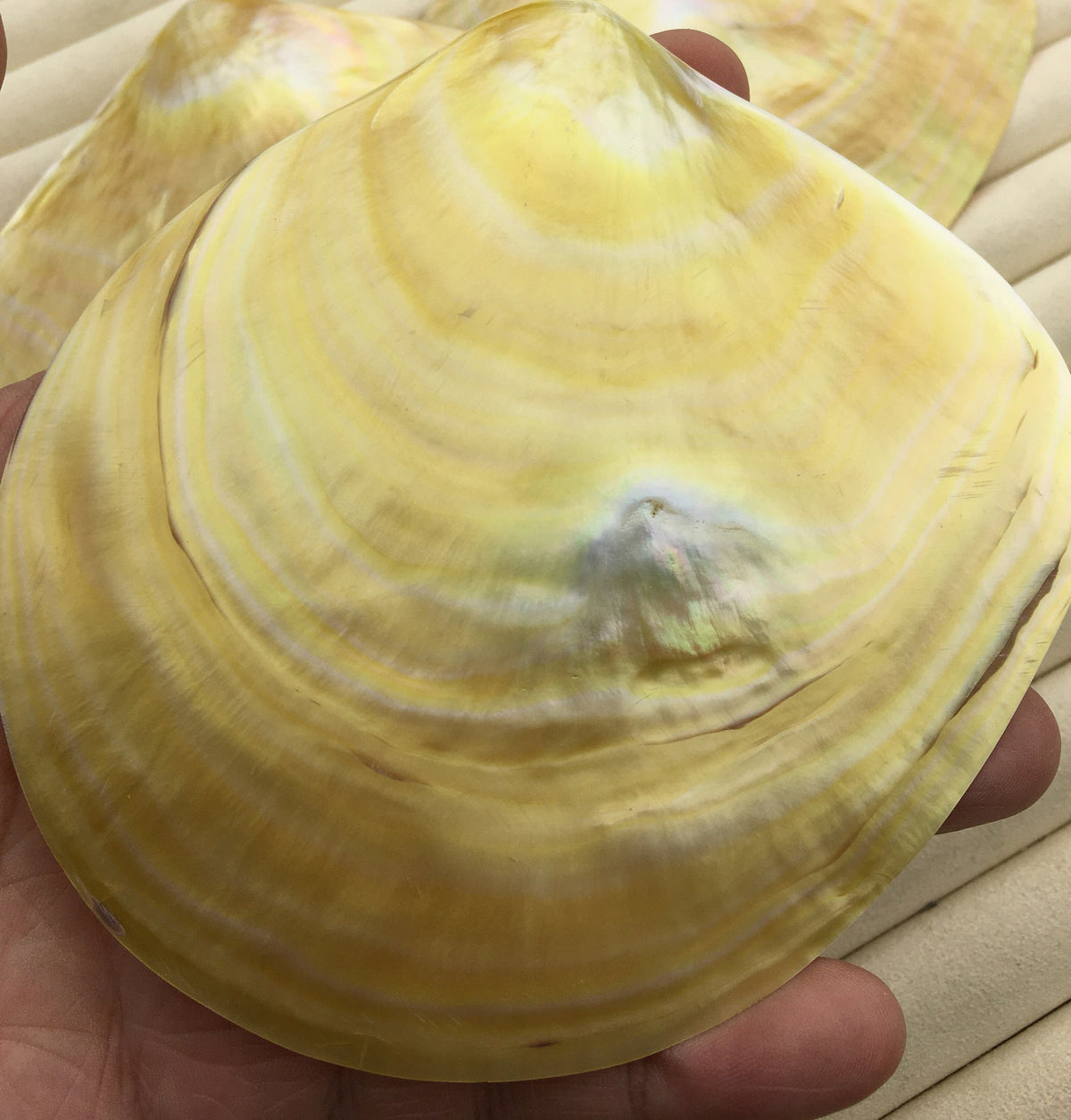 AAA 11CM UP Big Natural Yellow Golden Sea Mother of Pearl,Sea Oyster pearl,ASH-011-1