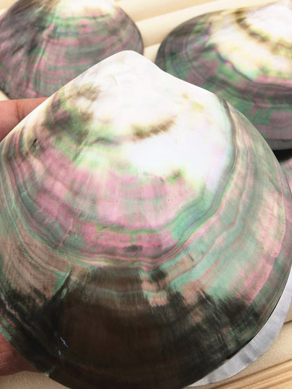 AAA+ big than 9cm Tahitian blacklip mother of pearl shell natural cut,One pc,tahitian Oyster,ASH-006-1