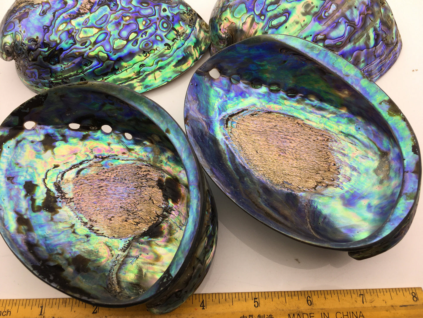 AA+ 12-14cm LARGE Abalone Shell, Ritual Shell, Nautical Decor, Coastal Decor, Beach House Decor, Seashell Decor, Seashells,ASH-015