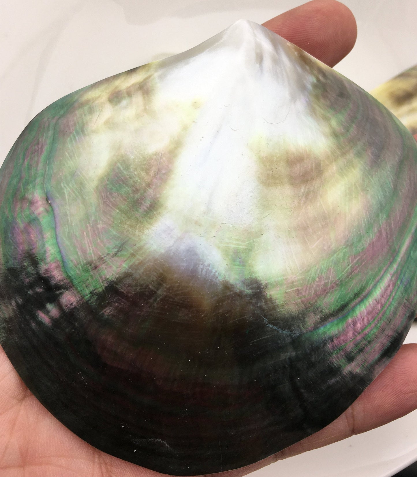 AAA big than 10cm Tahitian blacklip mother of pearl shell natural cut,One pc,tahitian Oyster,ASH-006-3
