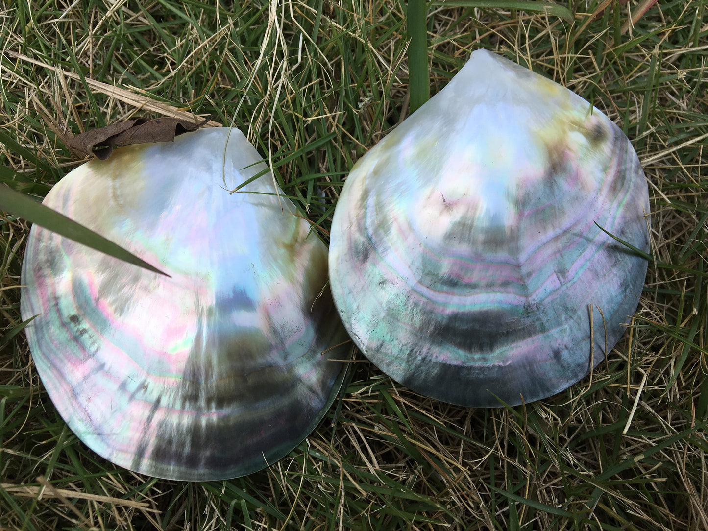1pc AAA 8-9cm size Tahitian black lip mother of pearl shell,One pc,Oyster, tahitian pearl,ASH-006-8