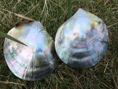 1pc AAA 8-9cm size Tahitian black lip mother of pearl shell,One pc,Oyster, tahitian pearl,ASH-006-8