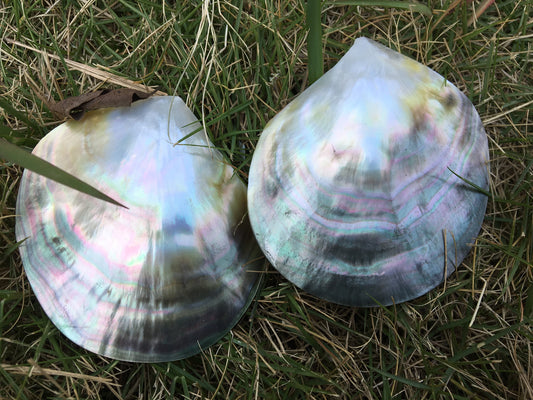 1pc AAA 8-9cm size Tahitian black lip mother of pearl shell,One pc,Oyster, tahitian pearl,ASH-006-8