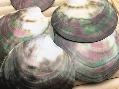 AAA+ big than 9cm Tahitian blacklip mother of pearl shell natural cut,One pc,tahitian Oyster,ASH-006-1