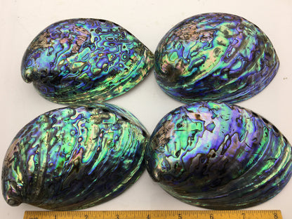 AA+ 12-14cm LARGE Abalone Shell, Ritual Shell, Nautical Decor, Coastal Decor, Beach House Decor, Seashell Decor, Seashells,ASH-015