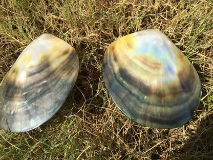 1pc AAA 8-9cm size Tahitian black lip mother of pearl shell,One pc,Oyster, tahitian pearl,ASH-006-8