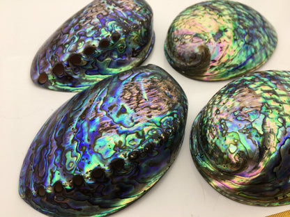 AAA 12-13cm LARGE Abalone Shell, Ritual Shell, Nautical Decor, Coastal Decor, Beach House Decor, Seashell Decor, Seashells,ASH-012