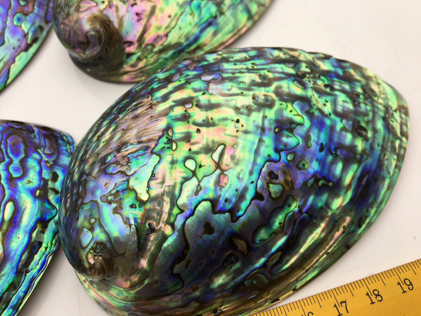 AAA 12-13cm LARGE Abalone Shell, Ritual Shell, Nautical Decor, Coastal Decor, Beach House Decor, Seashell Decor, Seashells,ASH-012
