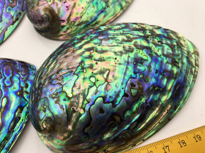 AAA 12-13cm LARGE Abalone Shell, Ritual Shell, Nautical Decor, Coastal Decor, Beach House Decor, Seashell Decor, Seashells,ASH-012