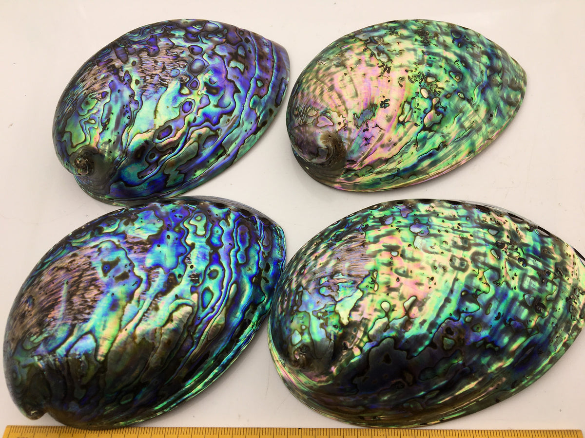 AAA 12-13cm LARGE Abalone Shell, Ritual Shell, Nautical Decor, Coastal Decor, Beach House Decor, Seashell Decor, Seashells,ASH-012