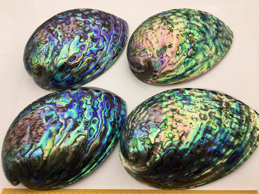 AAA 12-13cm LARGE Abalone Shell, Ritual Shell, Nautical Decor, Coastal Decor, Beach House Decor, Seashell Decor, Seashells,ASH-012
