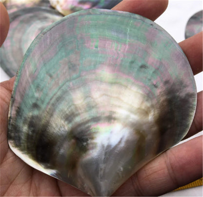 AAA big than 9cm Tahitian blacklip mother of pearl shell natural cut,One pc,tahitian Oyster,ASH-006-2