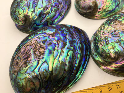 AAA 12-13cm LARGE Abalone Shell, Ritual Shell, Nautical Decor, Coastal Decor, Beach House Decor, Seashell Decor, Seashells,ASH-012