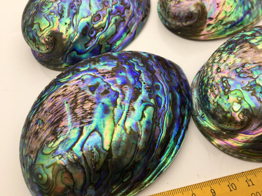 AAA 12-13cm LARGE Abalone Shell, Ritual Shell, Nautical Decor, Coastal Decor, Beach House Decor, Seashell Decor, Seashells,ASH-012