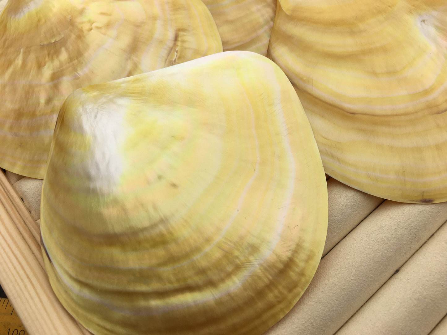 AAA 11CM UP Big Natural Yellow Golden Sea Mother of Pearl,Sea Oyster pearl,ASH-011-1