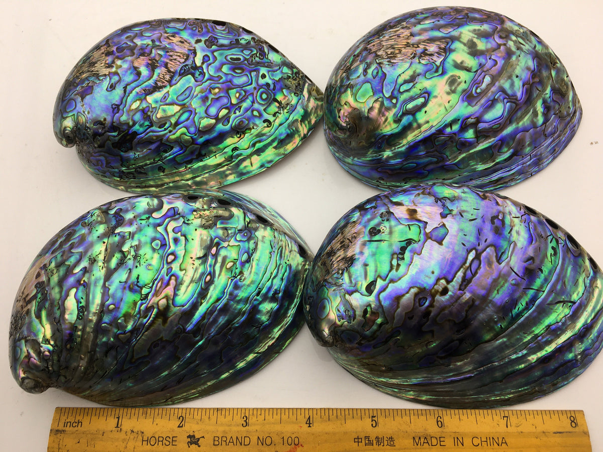 AA+ 12-14cm LARGE Abalone Shell, Ritual Shell, Nautical Decor, Coastal Decor, Beach House Decor, Seashell Decor, Seashells,ASH-015