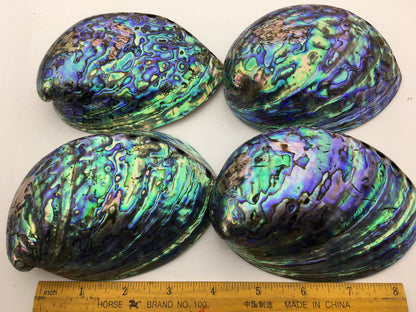 AA+ 12-14cm LARGE Abalone Shell, Ritual Shell, Nautical Decor, Coastal Decor, Beach House Decor, Seashell Decor, Seashells,ASH-015