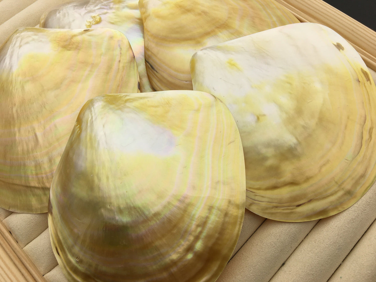 AA+ 11CM UP Big Natural Yellow Golden Sea Mother of Pearl,Sea Oyster pearl,ASH-011-2