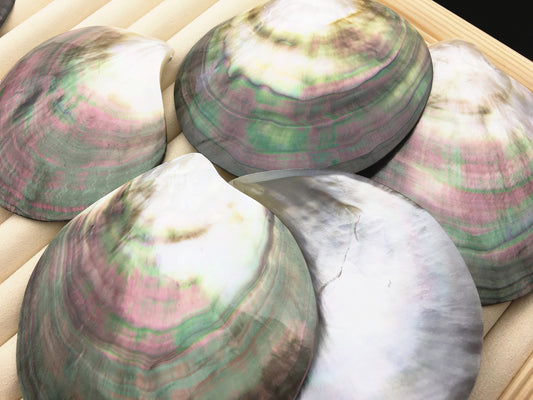 AAA+ big than 9cm Tahitian blacklip mother of pearl shell natural cut,One pc,tahitian Oyster,ASH-006-1