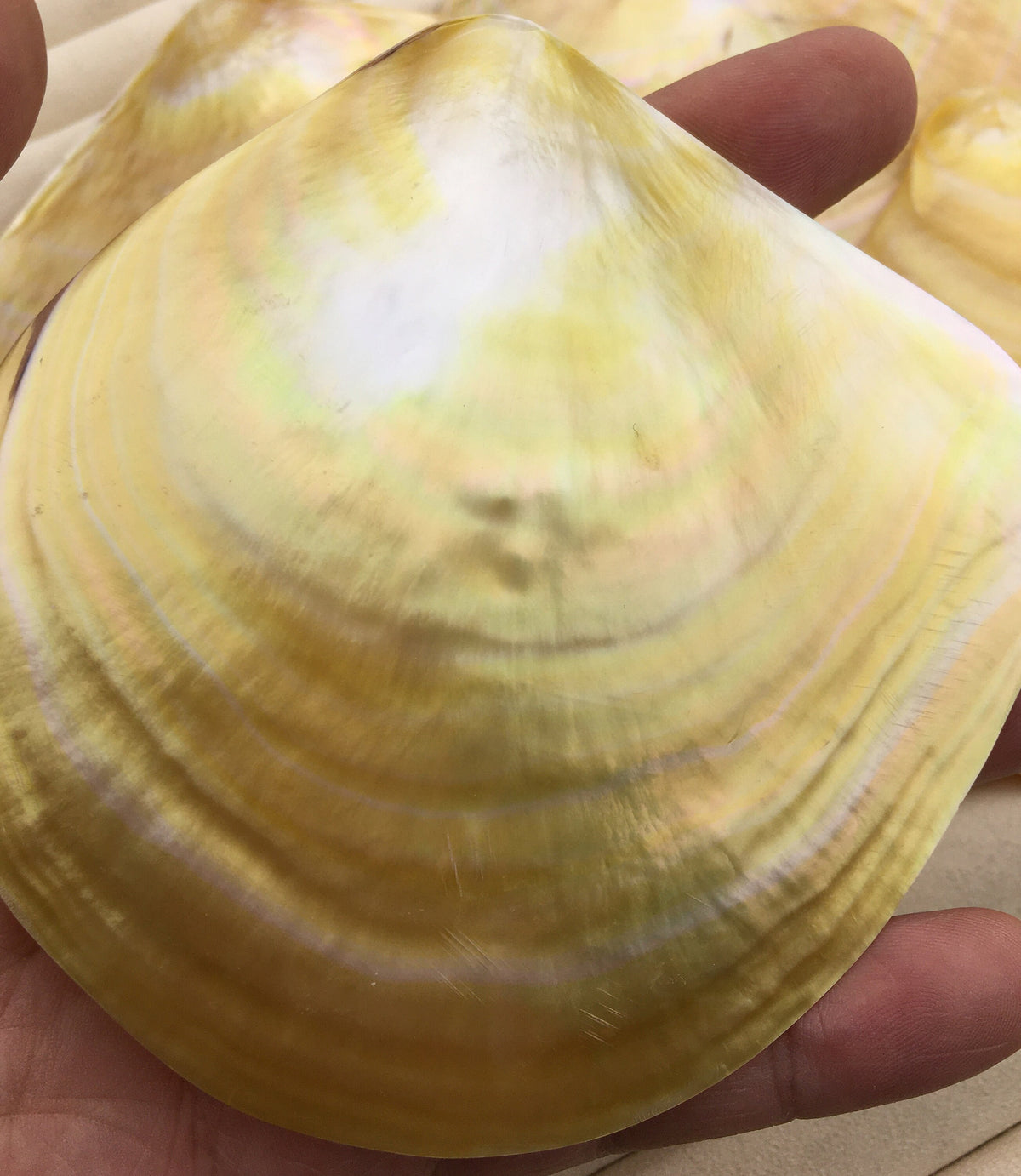 AAA 11CM UP Big Natural Yellow Golden Sea Mother of Pearl,Sea Oyster pearl,ASH-011-1