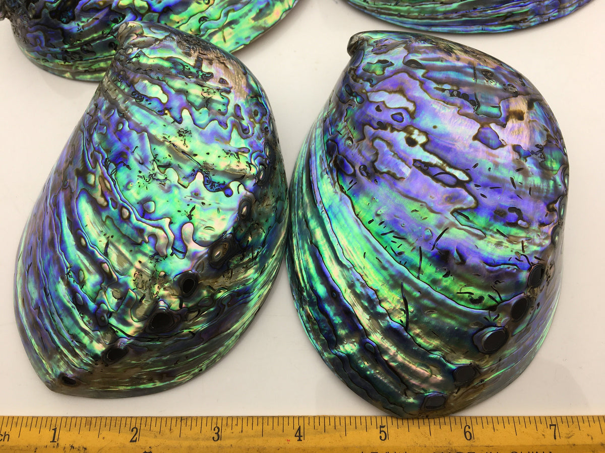 AA+ 12-14cm LARGE Abalone Shell, Ritual Shell, Nautical Decor, Coastal Decor, Beach House Decor, Seashell Decor, Seashells,ASH-015