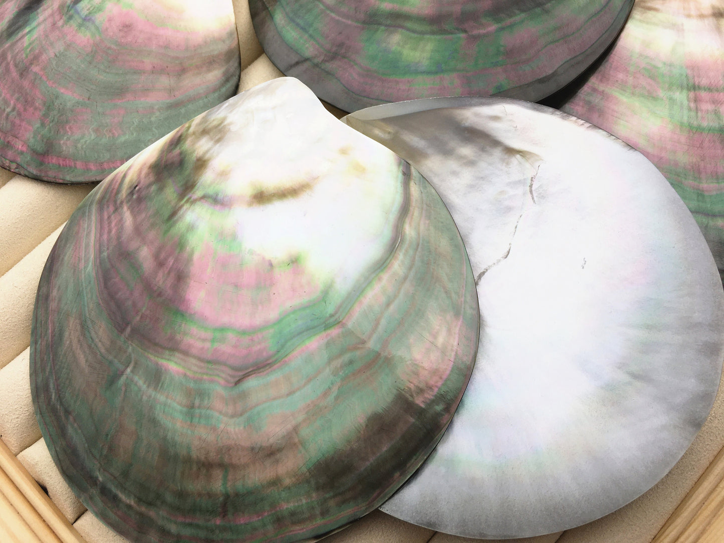AAA+ big than 9cm Tahitian blacklip mother of pearl shell natural cut,One pc,tahitian Oyster,ASH-006-1