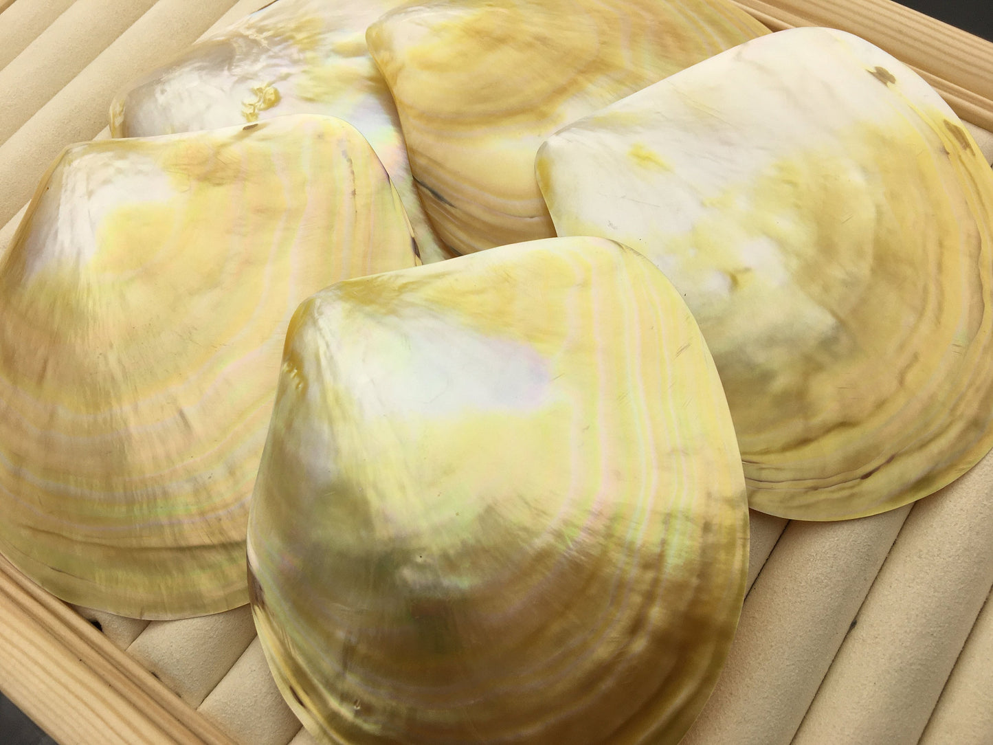 AA+ 11CM UP Big Natural Yellow Golden Sea Mother of Pearl,Sea Oyster pearl,ASH-011-2