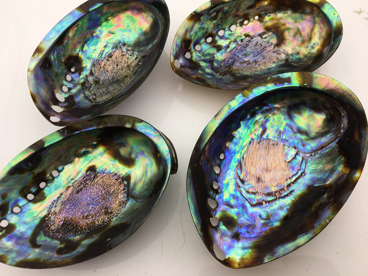 AAA 12-13cm LARGE Abalone Shell, Ritual Shell, Nautical Decor, Coastal Decor, Beach House Decor, Seashell Decor, Seashells,ASH-012