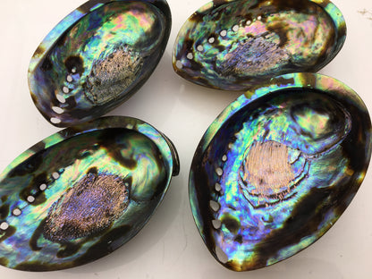 AAA 12-13cm LARGE Abalone Shell, Ritual Shell, Nautical Decor, Coastal Decor, Beach House Decor, Seashell Decor, Seashells,ASH-012