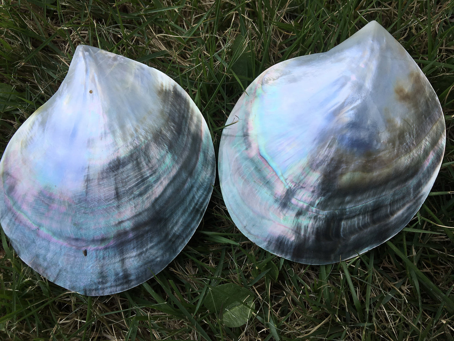 Big 9cm UP AA+ Tahitian black lip mother of pearl shell,ASH-006-4